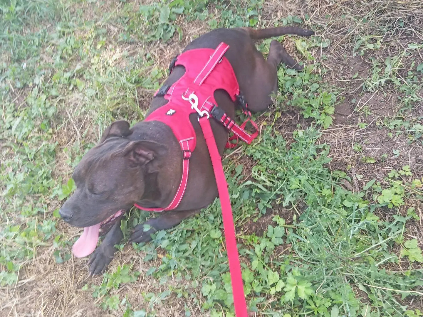 Adotta un cane, taglia media, maschio, Viterbo