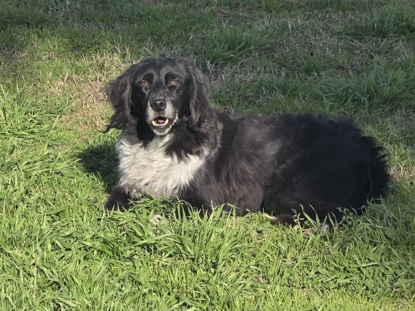 Adotta il cane Sissi a Caserta