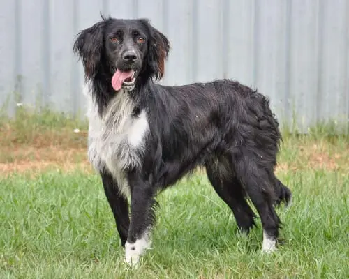 Adotta un cane, taglia media, femmina, Caserta