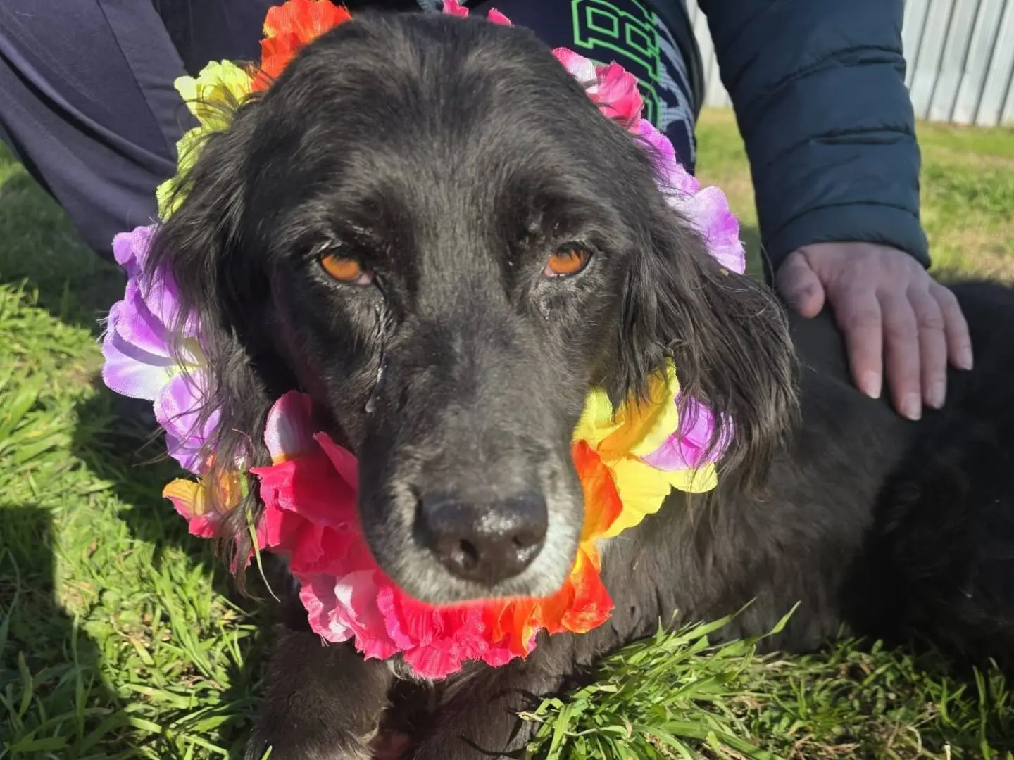Adozione cane, femmina, Setter Inglese Razza sconosciuta, 10 anni, taglia media, Caserta