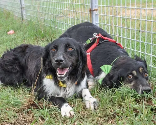 Adotta un cane, femmina, 10 anni, Caserta