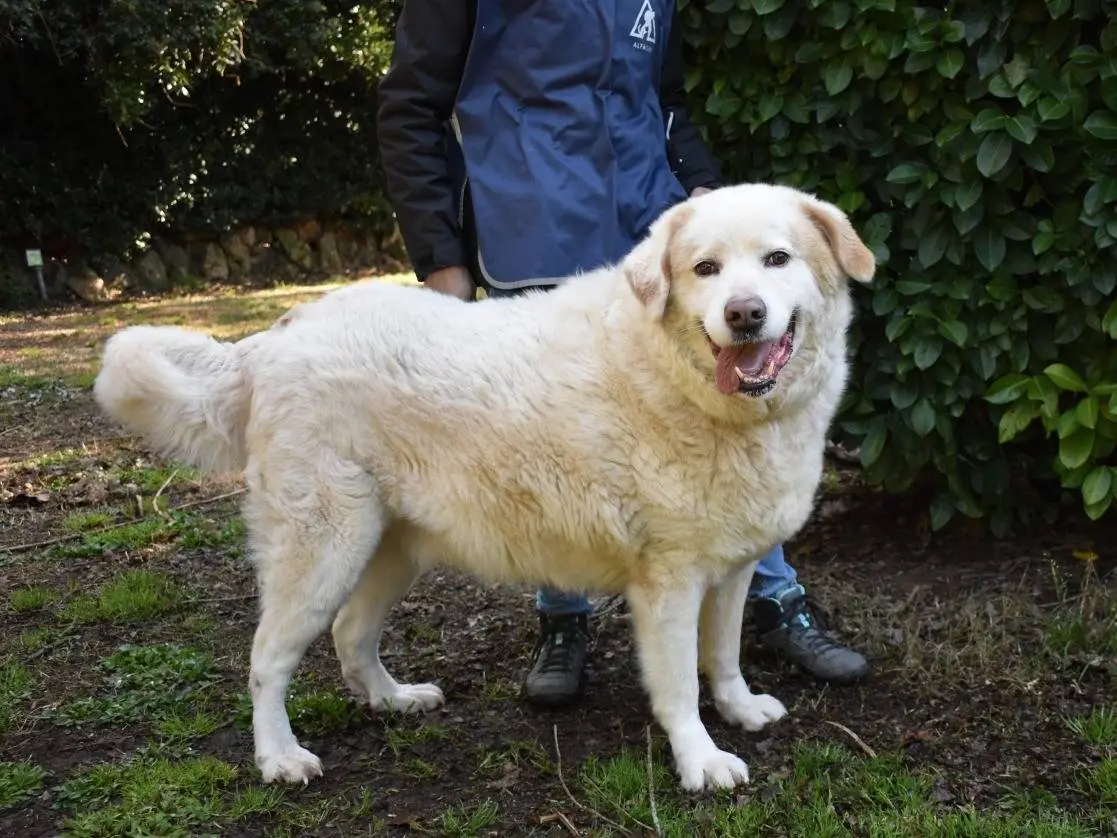 Vuoi adottare un cane a Roma?