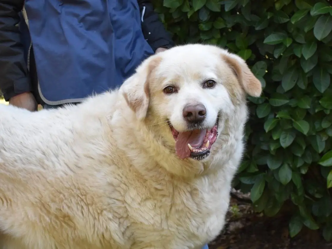 Adotta un cane, maschio, 8 anni e 10 mesi, Roma