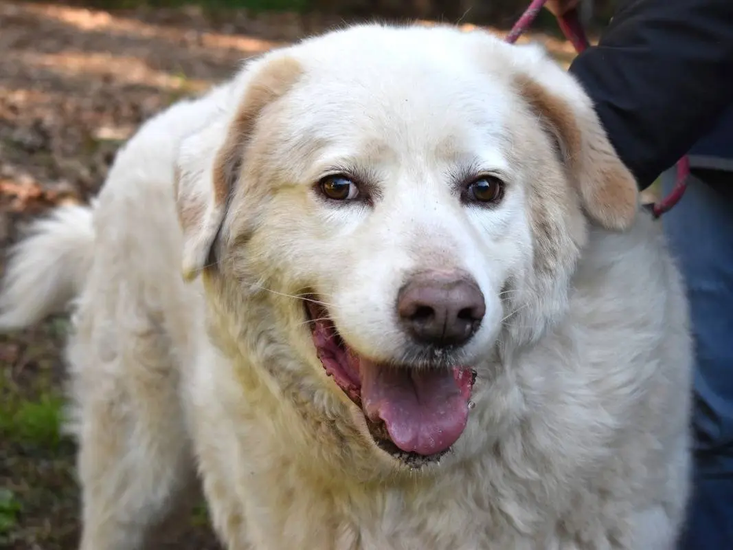 Adozione cane, maschio, Pastore maremmano Razza sconosciuta, 8 anni e 10 mesi, taglia grande, Roma