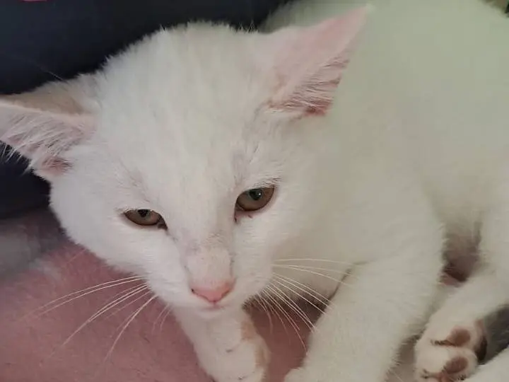 Adozione gatto, femmina, Razza sconosciuta Razza sconosciuta, 2 mesi, taglia non valida, Ravenna