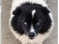 Adotta un cane, taglia piccola, maschio, Udine