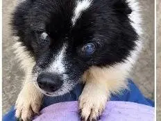 Adotta un cane, maschio, 1 anno e 5 mesi, Udine