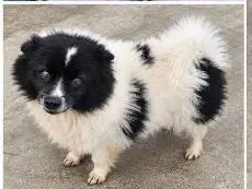 Adozione cane, maschio, Razza sconosciuta Razza sconosciuta, 1 anno e 5 mesi, taglia piccola, Udine
