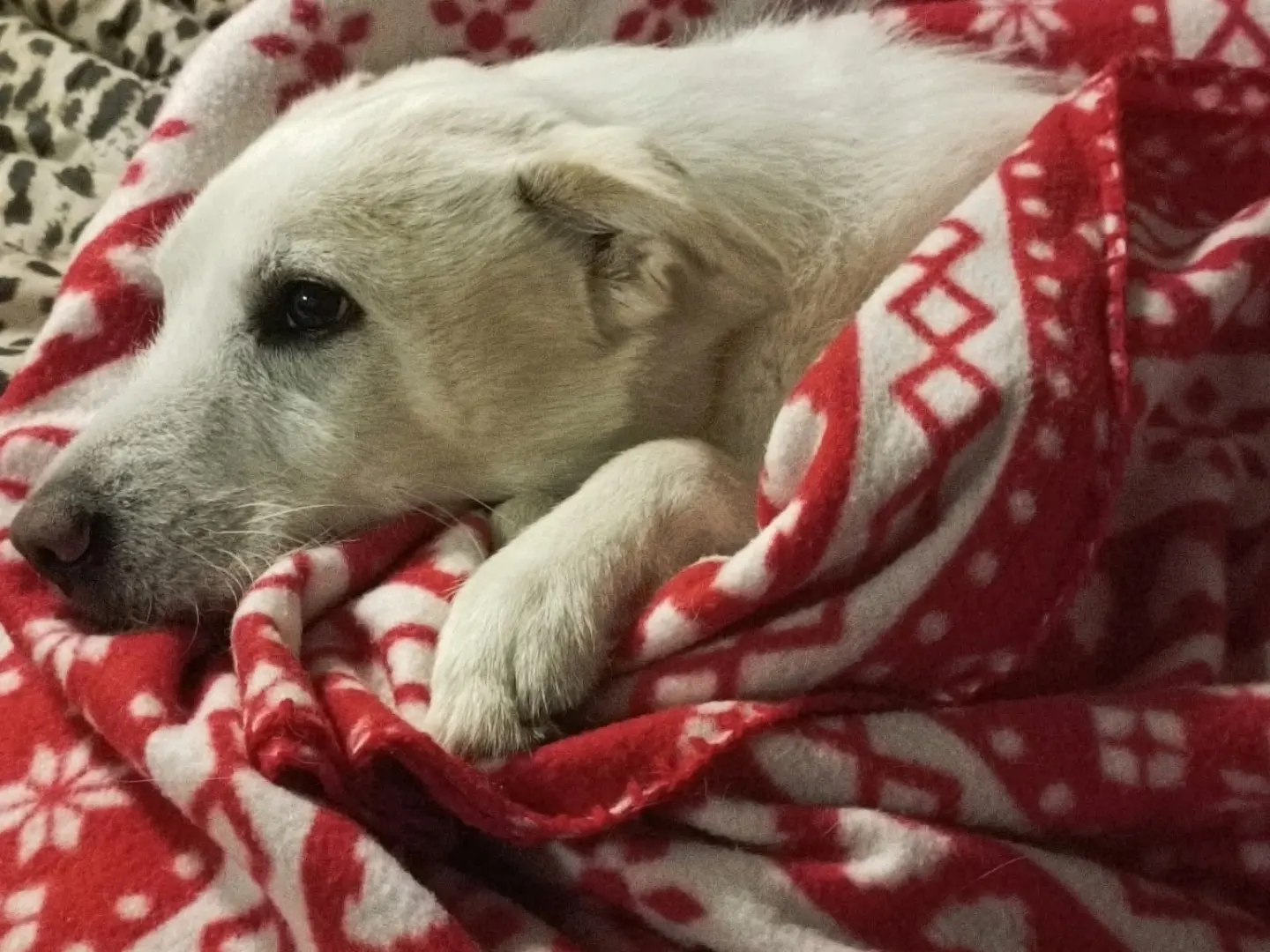 Adotta un cane, taglia media, maschio, Milano