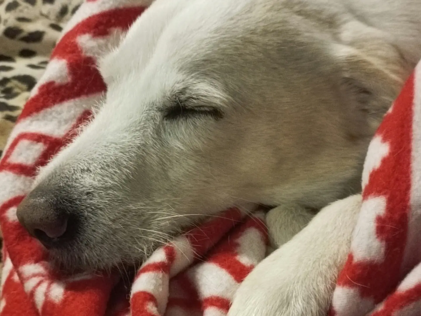 Adotta un cane, maschio, 9 anni e 9 mesi, Milano