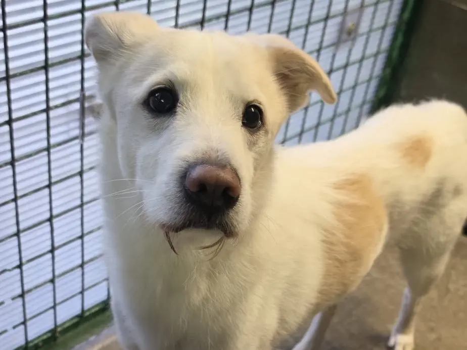 Adozione cane, maschio, Razza sconosciuta Razza sconosciuta, 9 anni e 9 mesi, taglia media, Milano