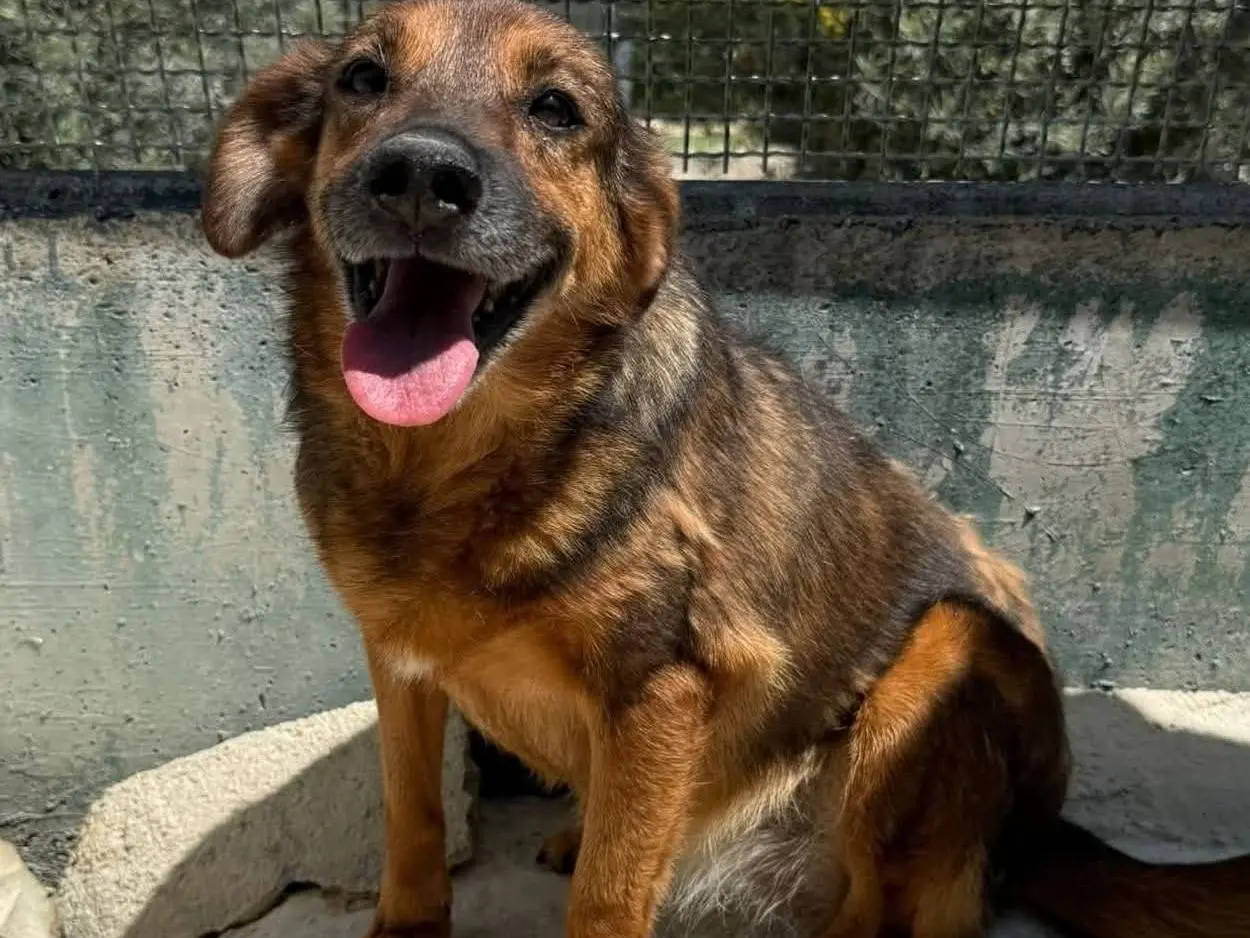 Adotta un cane, femmina, 10 anni e 8 mesi, Agrigento