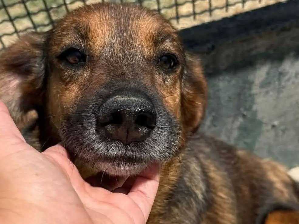 Adozione cane, femmina, Razza sconosciuta Razza sconosciuta, 10 anni e 8 mesi, taglia media contenuta, Agrigento