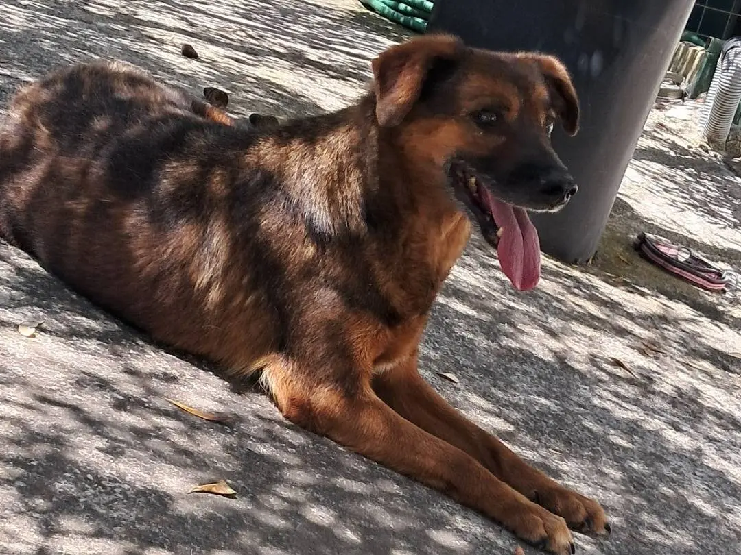 Adotta il cane Cecilia a Agrigento