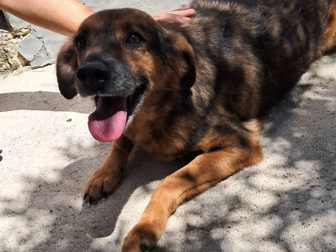 Vuoi adottare un cane a Agrigento?