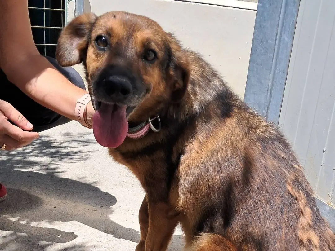 Adotta un cane, taglia media contenuta, femmina, Agrigento