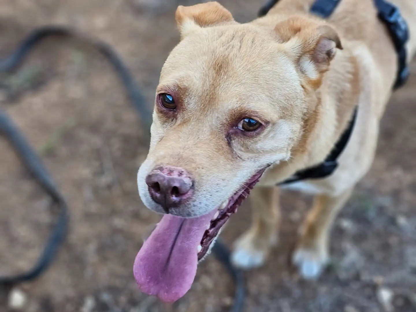 Foto 2 dell'animale