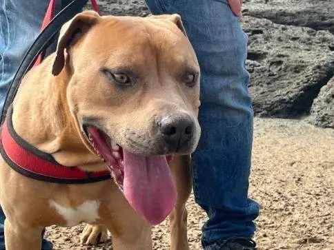 Adozione cane, maschio, Pitbull Razza sconosciuta, 4 anni e 7 mesi, taglia grande, Trapani