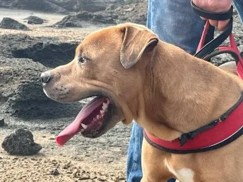 Adotta un cane, maschio, 4 anni e 7 mesi, Trapani