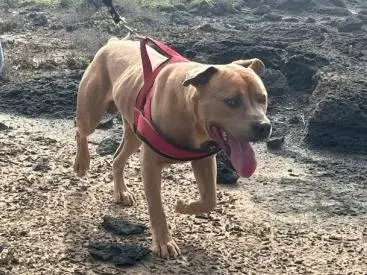 Adotta un cane, taglia grande, maschio, Trapani