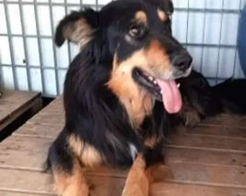 Adotta un cane, maschio, 8 anni e 3 mesi, Catania