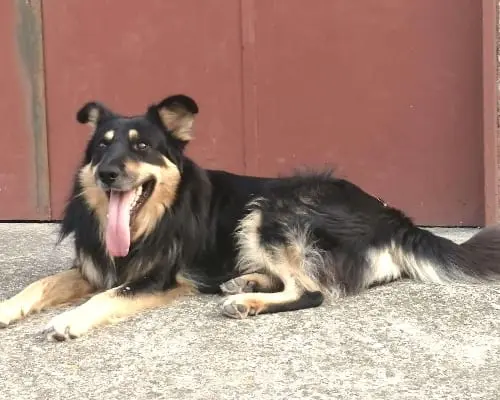Vuoi adottare un cane a Catania?