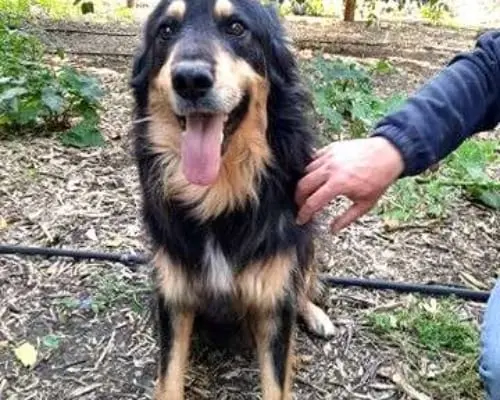 Adozione cane, maschio, Pastore tedesco, 8 anni e 3 mesi, taglia grande, Catania