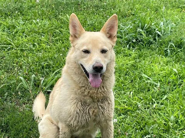 Adozione cane, maschio, Razza sconosciuta Razza sconosciuta, 13 anni e 8 mesi, taglia media, Pavia