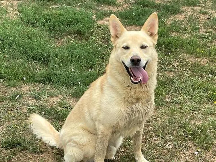 Adotta un cane, maschio, 13 anni e 8 mesi, Pavia