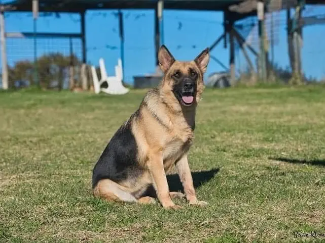 Adotta un cane, femmina, 10 anni e 10 mesi, Roma
