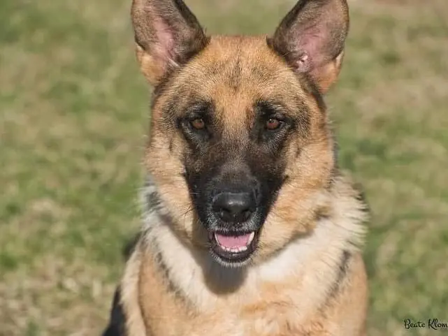 Adozione cane, femmina, Pastore tedesco, 10 anni e 10 mesi, taglia grande, Roma