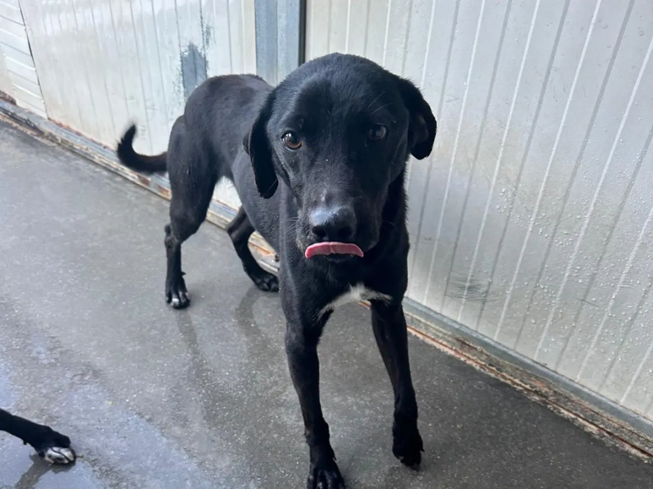 Adozione cane, maschio, Razza sconosciuta Razza sconosciuta, 3 anni e 4 mesi, taglia media contenuta, Latina