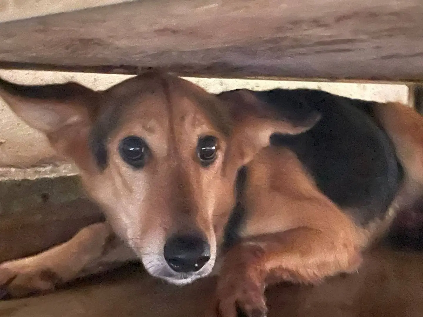 Adozione cane, femmina, Razza sconosciuta Razza sconosciuta, 10 anni e 9 mesi, taglia media, Frosinone
