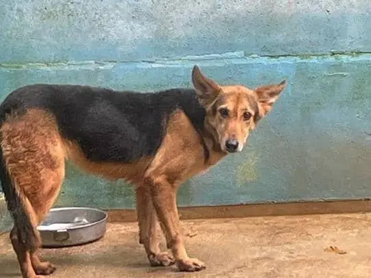 Adotta un cane, femmina, 10 anni e 9 mesi, Frosinone