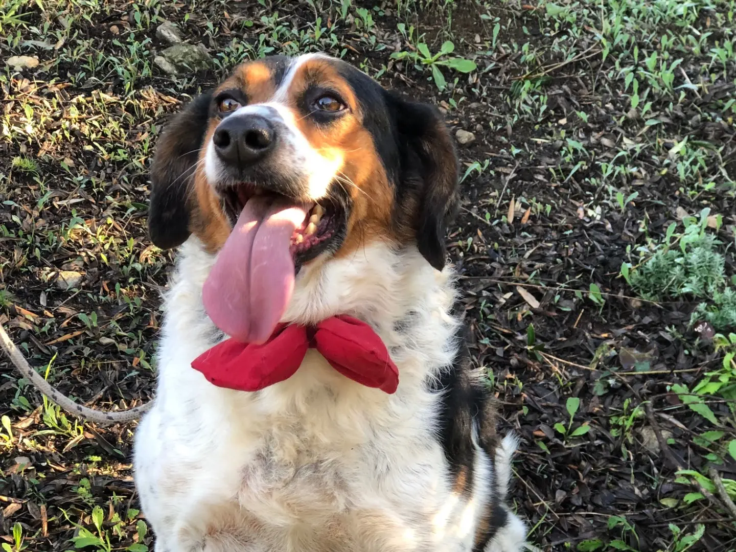 Adotta un cane, maschio, 6 anni e 8 mesi, Latina