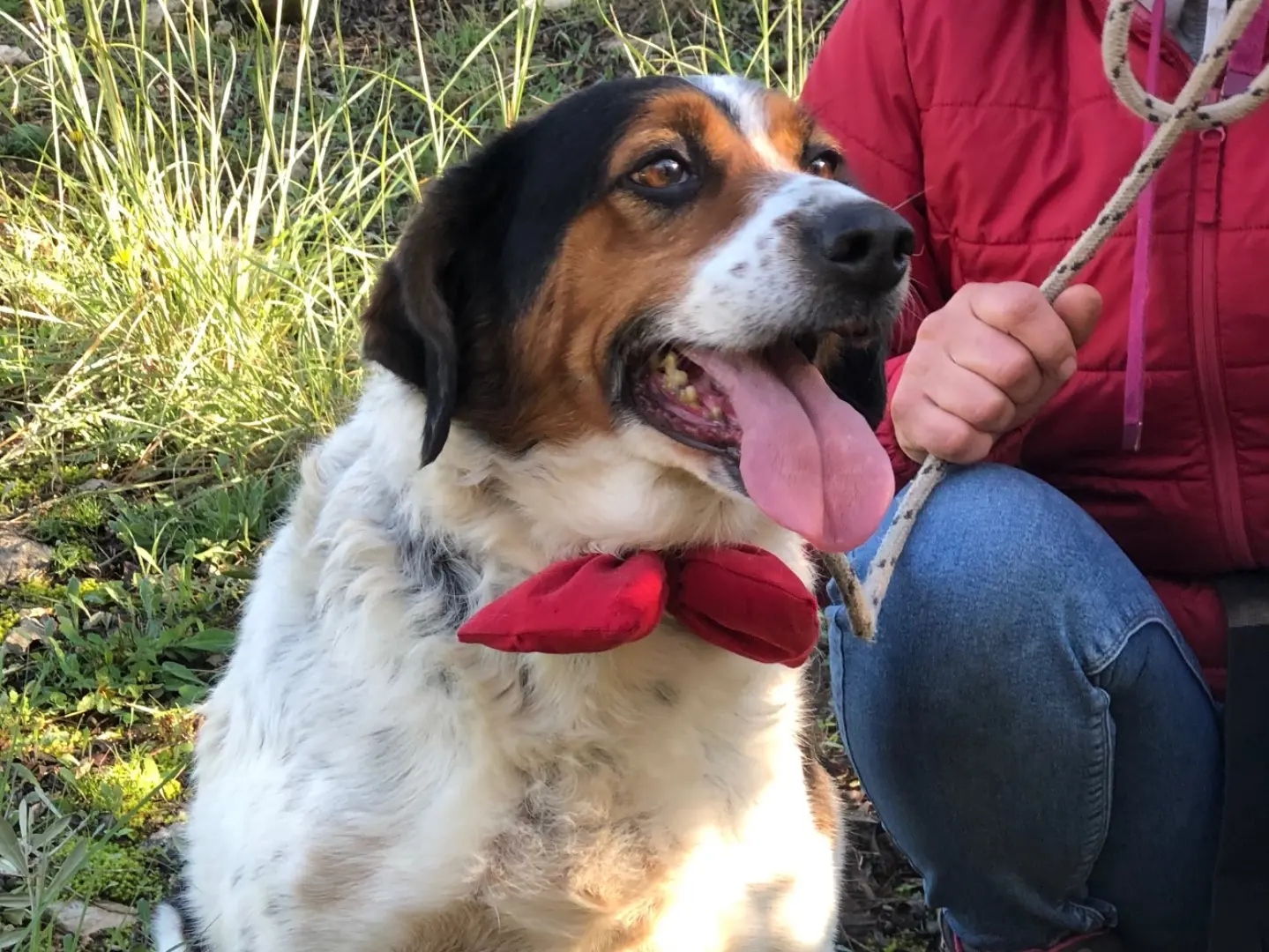 Adotta un cane, taglia media, maschio, Latina