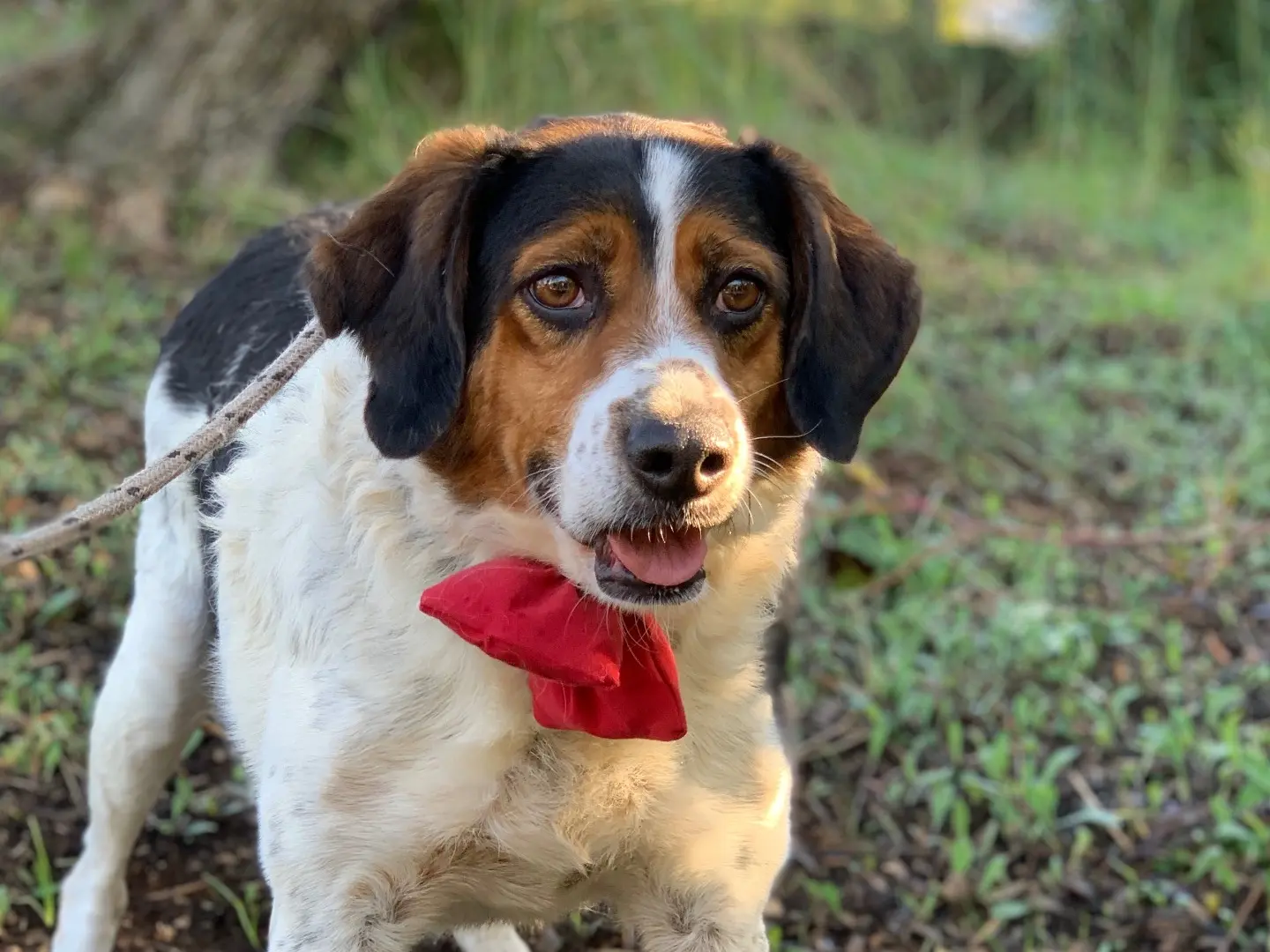Adozione cane, maschio, Razza sconosciuta Razza sconosciuta, 6 anni e 8 mesi, taglia media, Latina