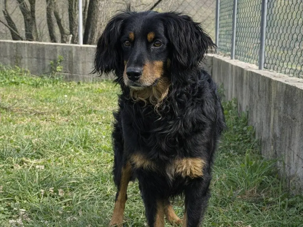 Adotta un cane, femmina, 2 anni e 10 mesi, Avellino