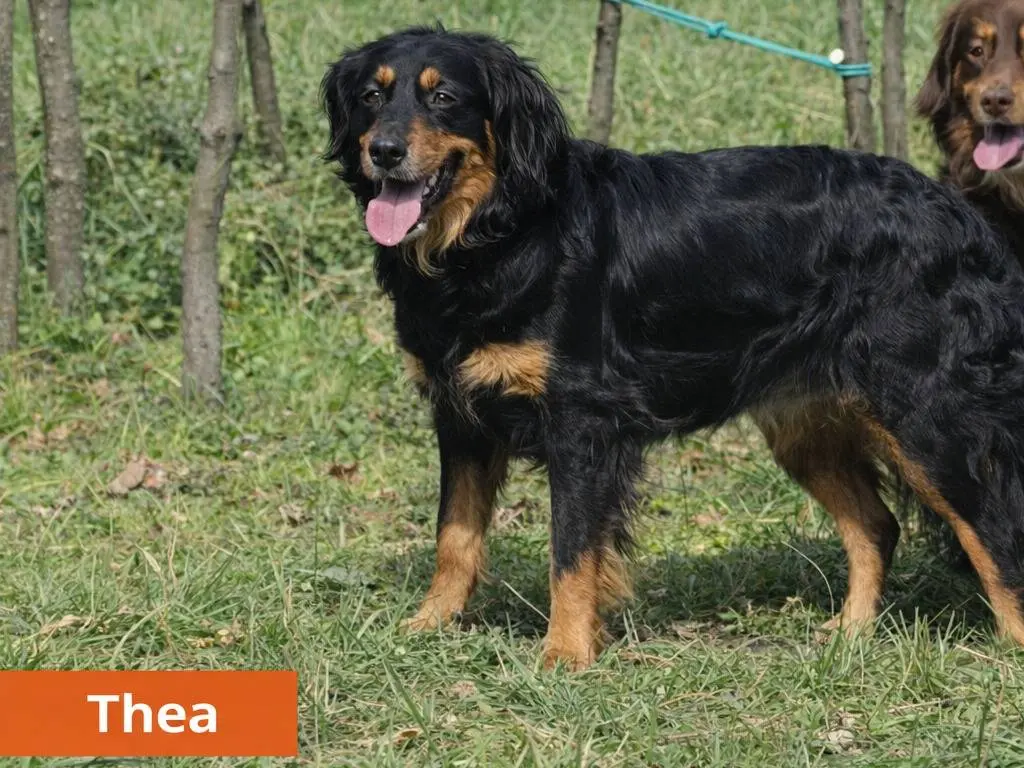 Adotta un cane, taglia grande, femmina, Avellino