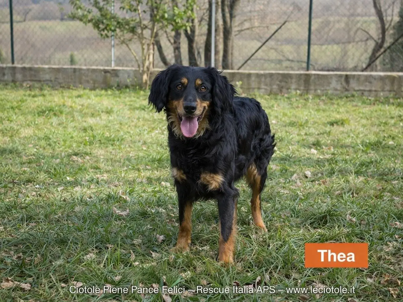 Adozione cane, femmina, Razza sconosciuta Razza sconosciuta, 2 anni e 10 mesi, taglia grande, Avellino