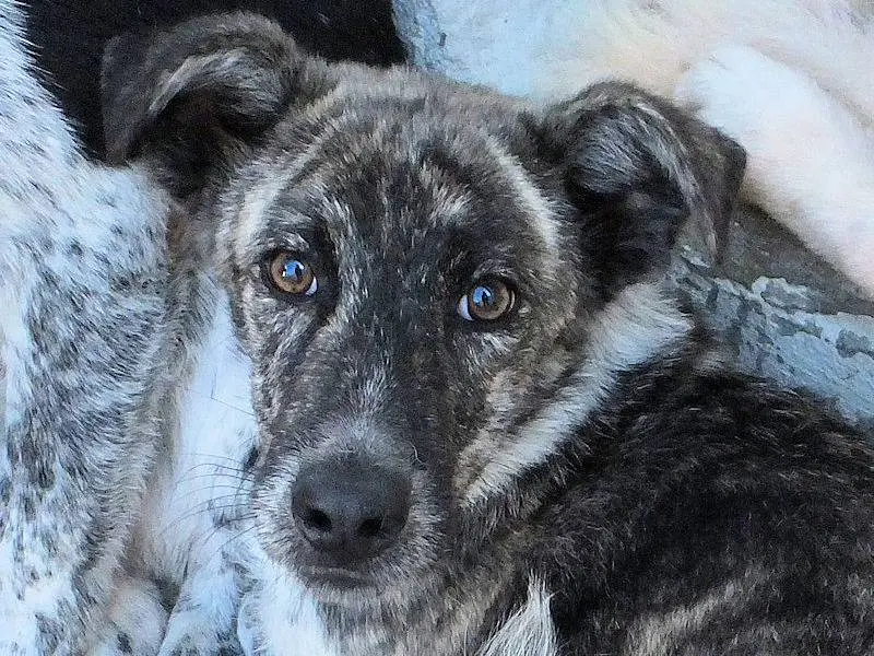 Vuoi adottare un cane a Frosinone?