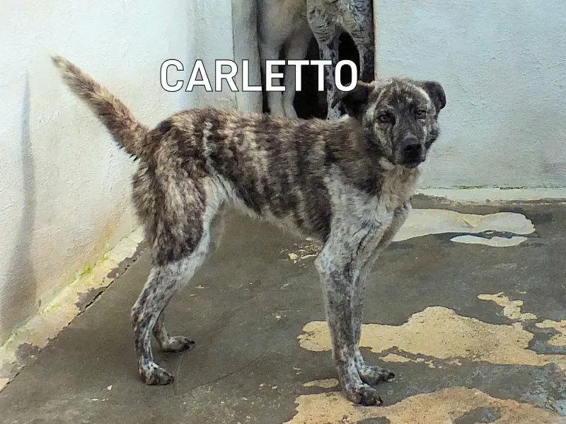 Adotta un cane, maschio, 4 anni e 6 mesi, Frosinone