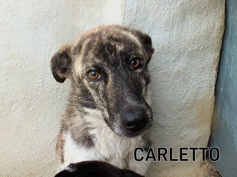 Adozione cane, maschio, Razza sconosciuta Razza sconosciuta, 4 anni e 6 mesi, taglia media, Frosinone