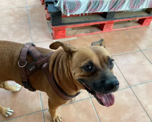 Adotta un cane, femmina, 9 anni e 9 mesi, Sud