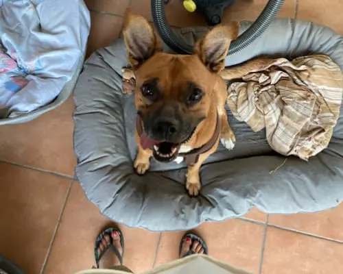 Adozione cane, femmina, American Staffordshire Terrier Boxer, 9 anni e 9 mesi, taglia media, Sud