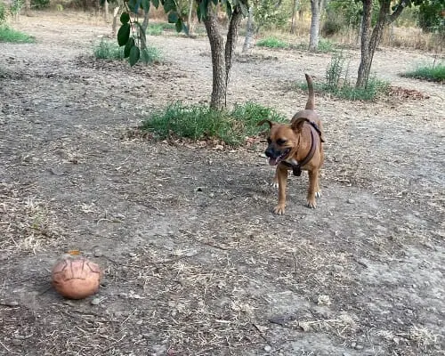 Adotta un cane, taglia media, femmina, Sud