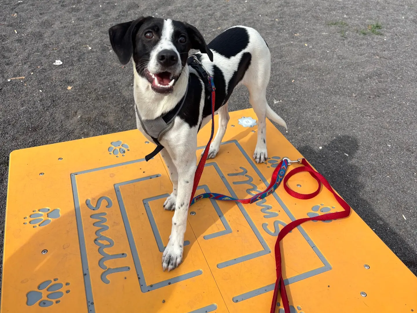 Adozione cane, maschio, Razza sconosciuta Razza sconosciuta, 6 mesi, taglia piccola, Catania