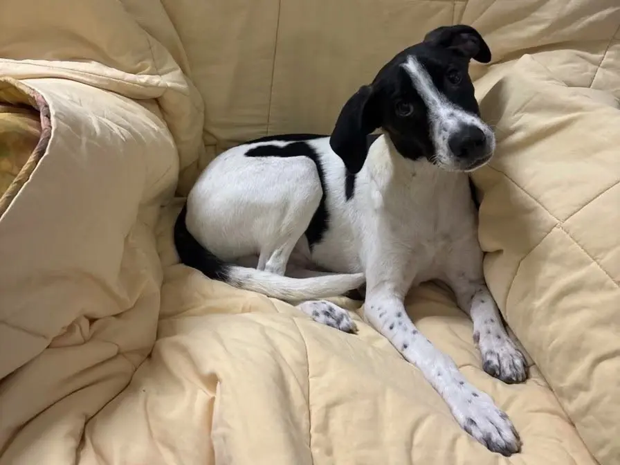 Adotta un cane, taglia piccola, maschio, Catania