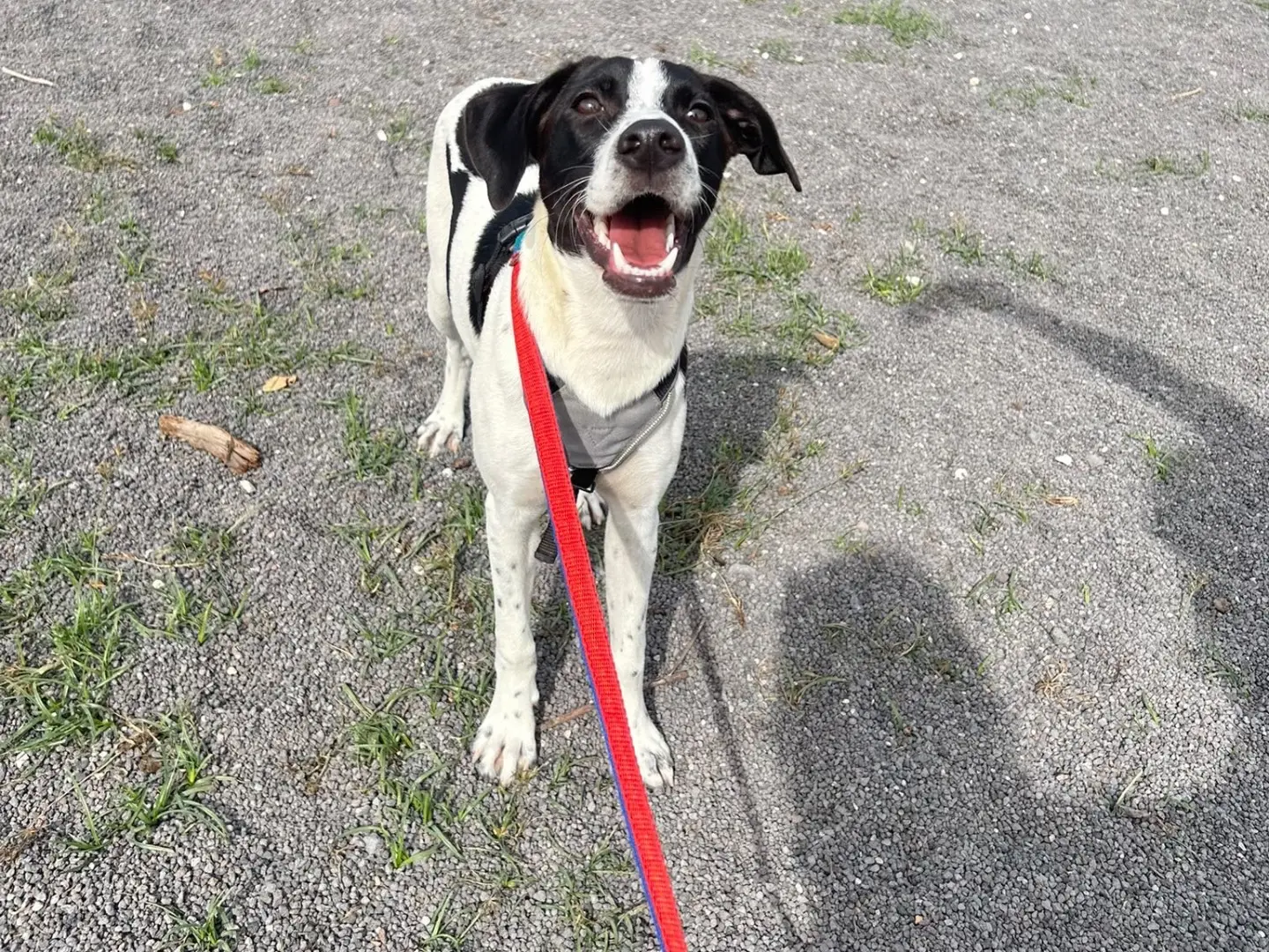 Adotta un cane, maschio, 6 mesi, Catania