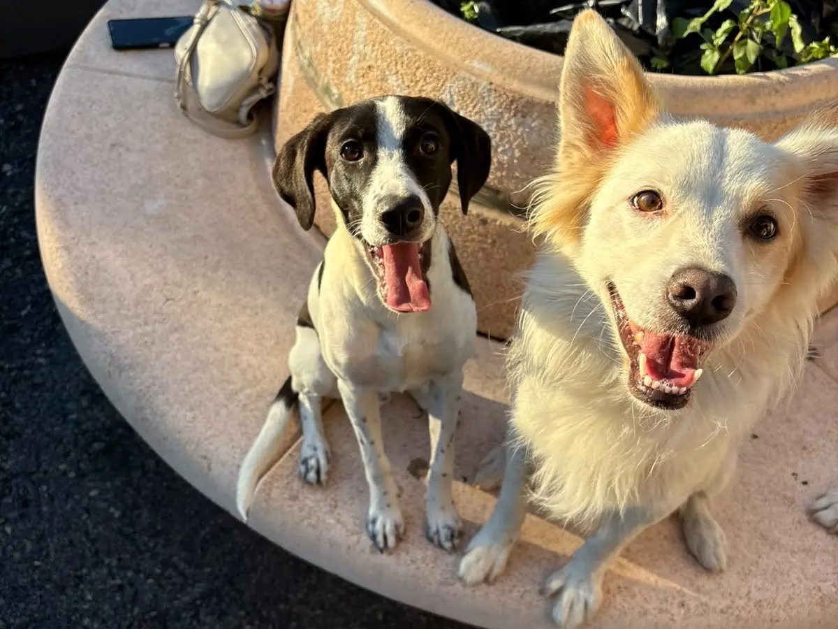 Vuoi adottare un cane a Catania?